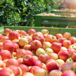 цифровизация уборки яблок в саду