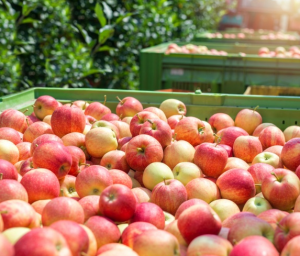 цифровизация уборки яблок в саду